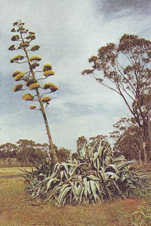 An agave spike