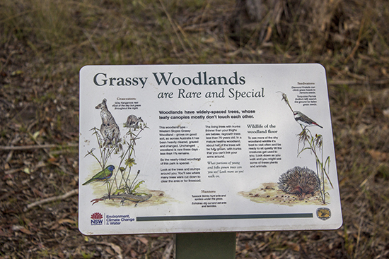 Signs explaining woodland features - Lake Inverell