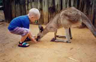 Zake feeding a kangaroo