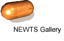 NEWTS Gallery